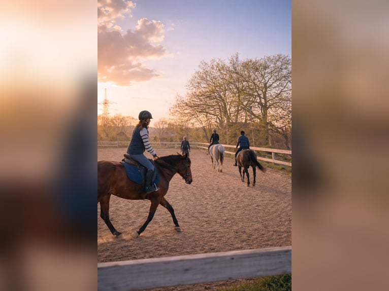 Riding lessons at the Neuried-Gauting Equestrian Club (Reiterverein Neuried-Gauting e. V.)