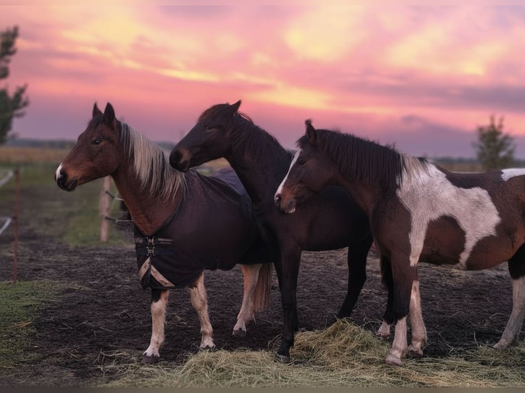 Riding lessons for adults