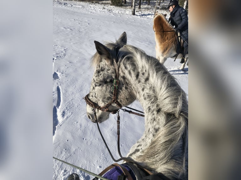 Riding lessons for adults