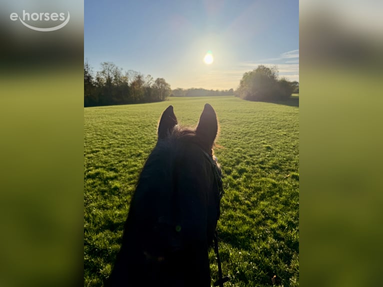 Riding lessons for beginners through advanced level (Class S)
