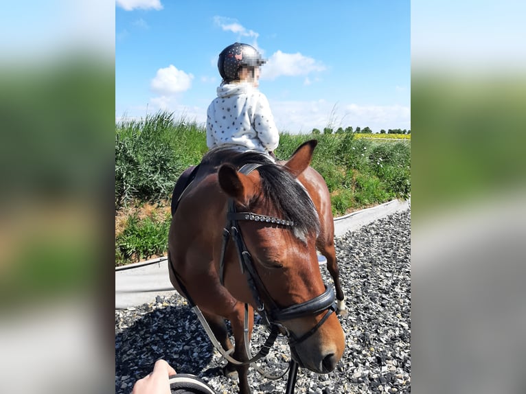 Riding lessons for children: Introduction to equestrian sports