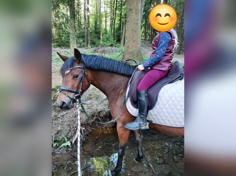 Riding lessons for children: Introduction to equestrian sports
