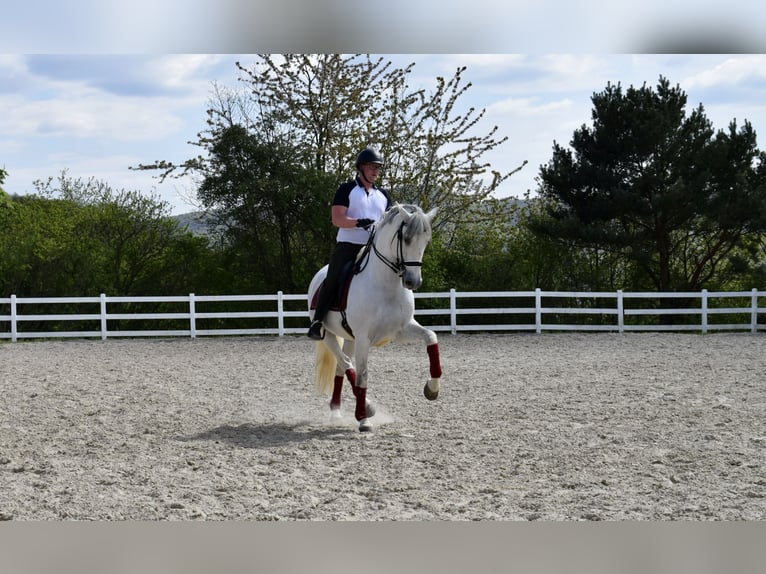 Riding lessons, lunging lessons, group lessons, jumping lessons