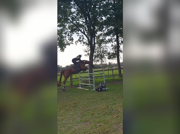 Riding school and training of horses