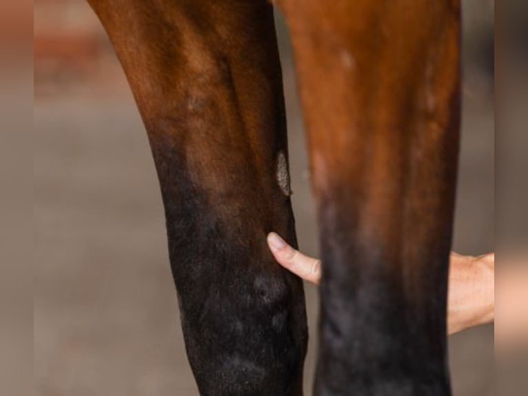 Specialist Centre for Horse Training / Animal Naturopathic Practice & Independent Expert