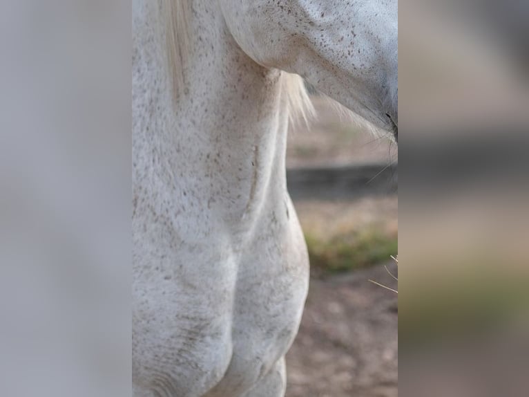 Specialist Centre for Horse Training / Animal Naturopathic Practice & Independent Expert