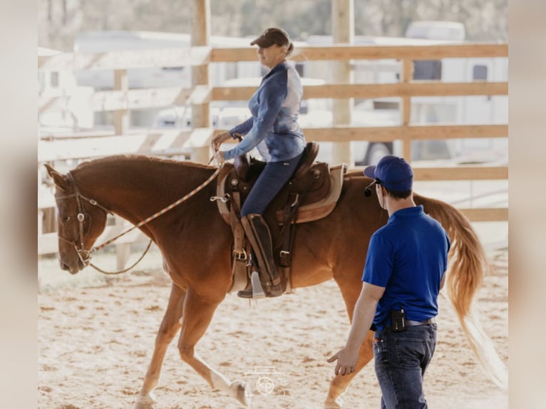 Take Private Lessons from the Horse Guru Himself!