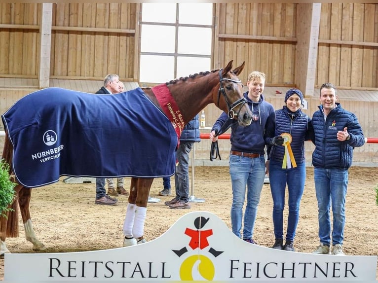 ⚜️Beritt, Ausbildung, Hengstvorbereitung & Anreiten⚜️