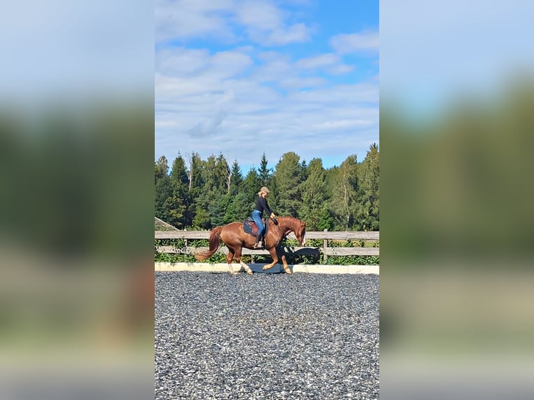 Beritt / Pferdeausbildung / Korrektur / im gesamten DACH-Raum