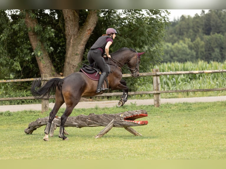 Beritt: Reiten wie es Pferde lieben 