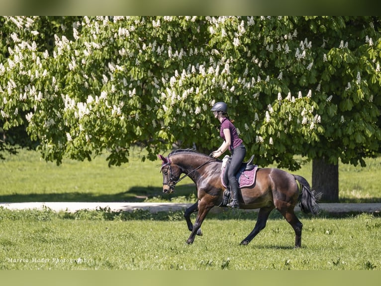 Beritt: Reiten wie es Pferde lieben 