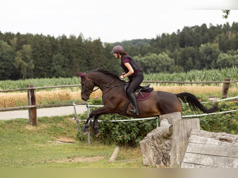 Beritt: Reiten wie es Pferde lieben 