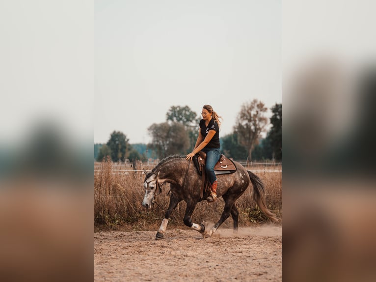 Berittplatz frei Westernreiten 