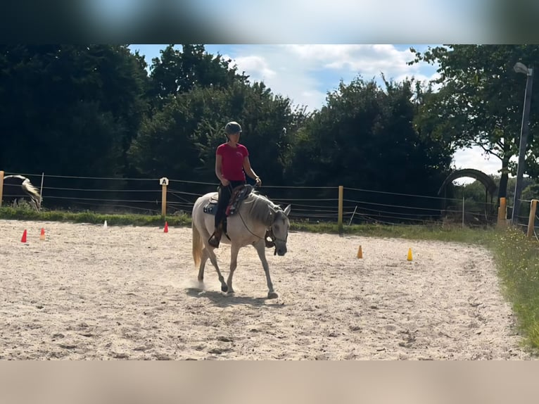 Berittplatz Westernreiten 