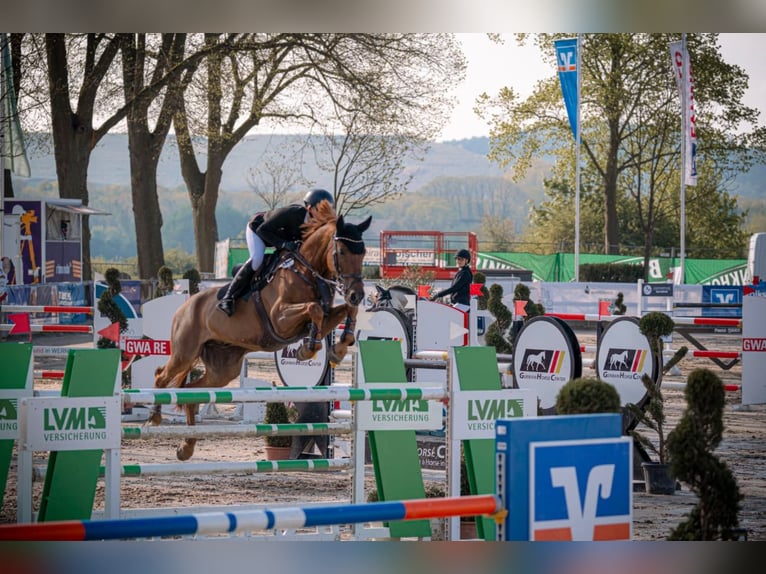 Breaking-in, corrective riding, training, and marketing with commission riding