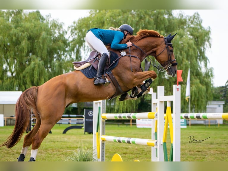 Breaking-in, corrective riding, training, and marketing with commission riding