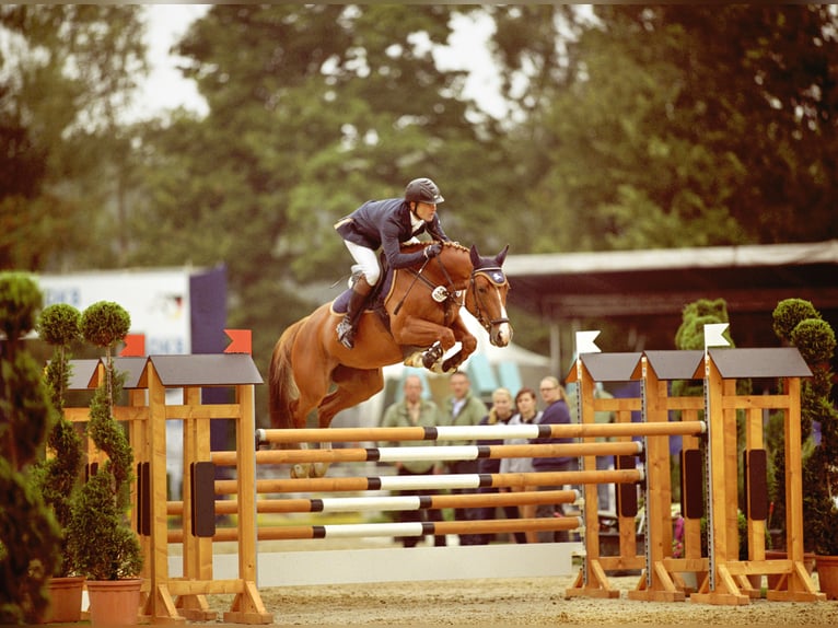 Customized high-quality show jumping training