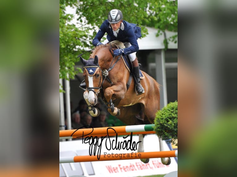 Customized high-quality show jumping training