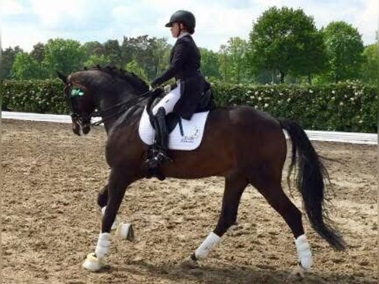 Dressage training up to S*** level
