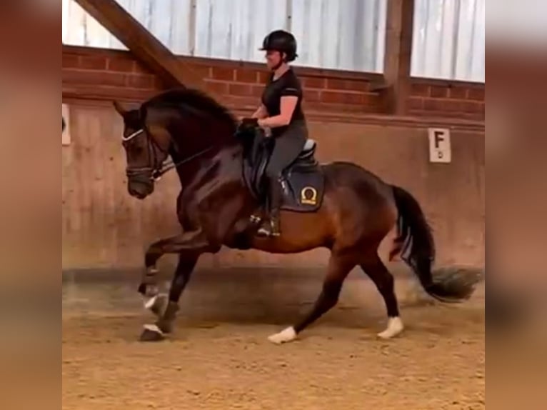 Dressage training up to S*** level