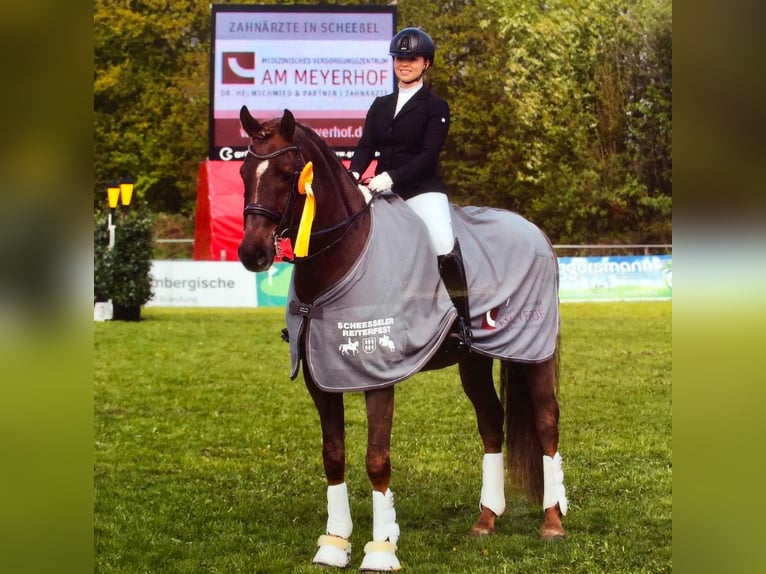 Dressage training up to S*** level