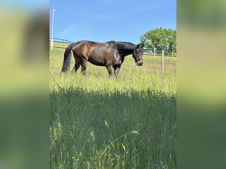 Fully ridden dressage / Starting under saddle - S***