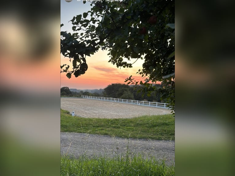 Fully ridden dressage / Starting under saddle - S***