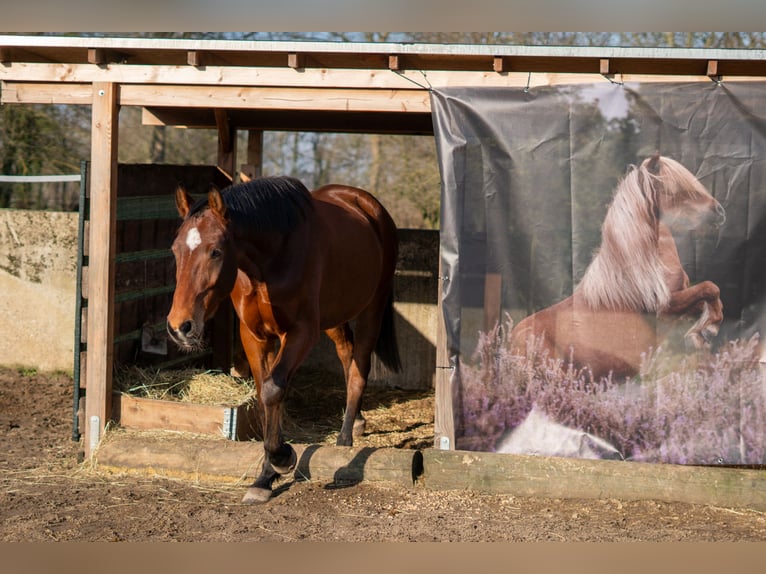 Ganzheitlicher Beritt mit Herz