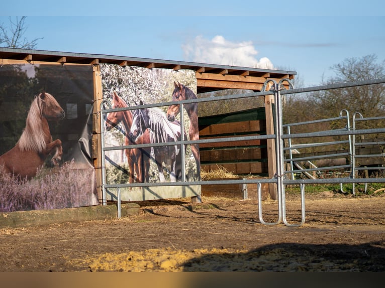 Ganzheitlicher Beritt mit Herz