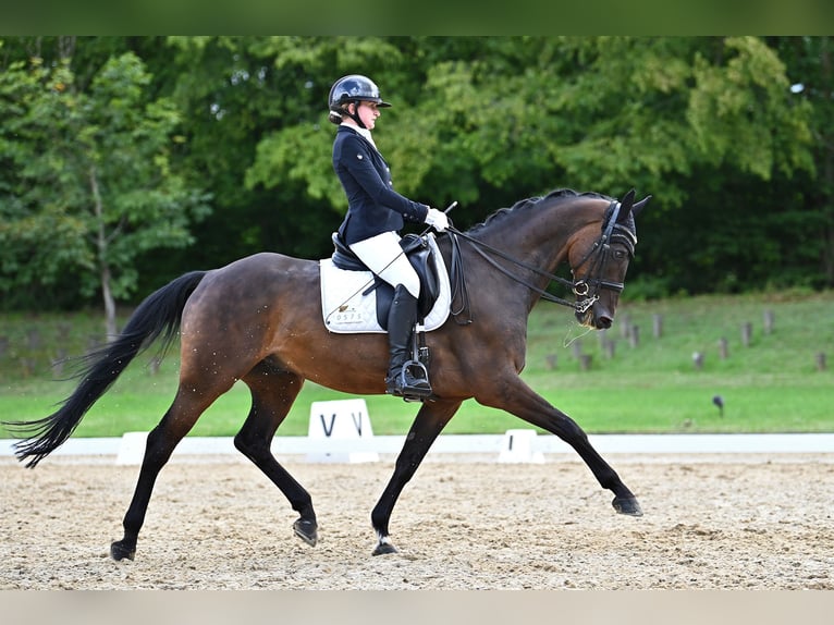 Horse-friendly training and correction lungeing, as well as competition presentation