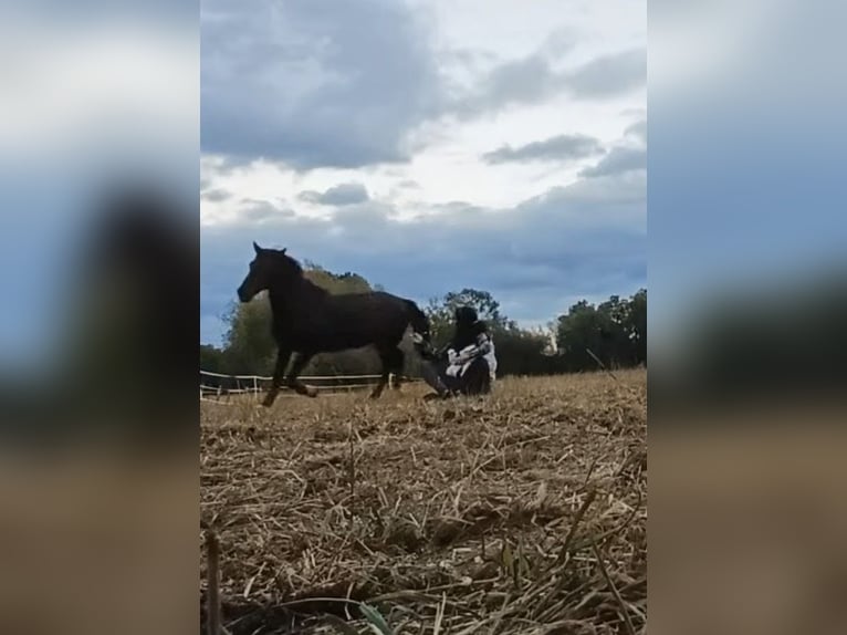 Horse Training | Young Horse Education | Groundwork & Loading