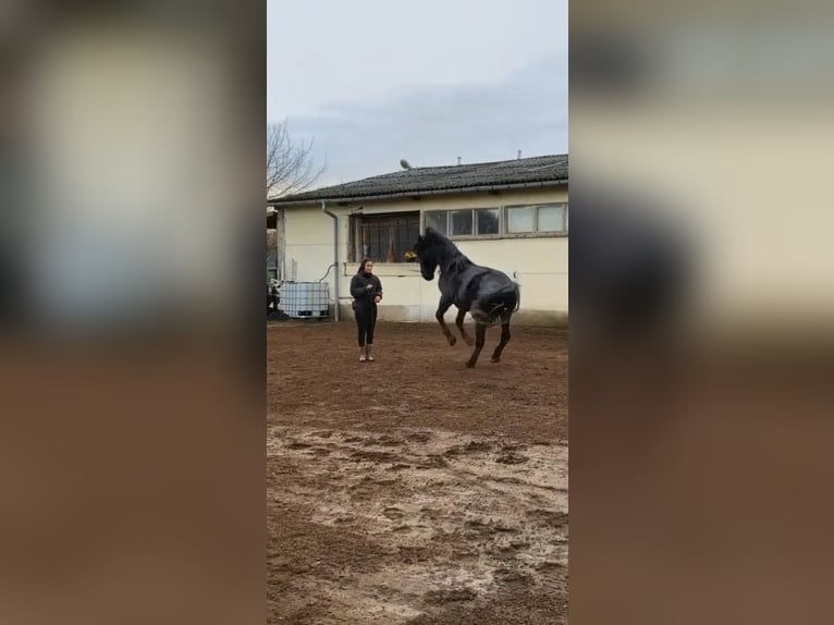 Horse Training | Young Horse Education | Groundwork & Loading