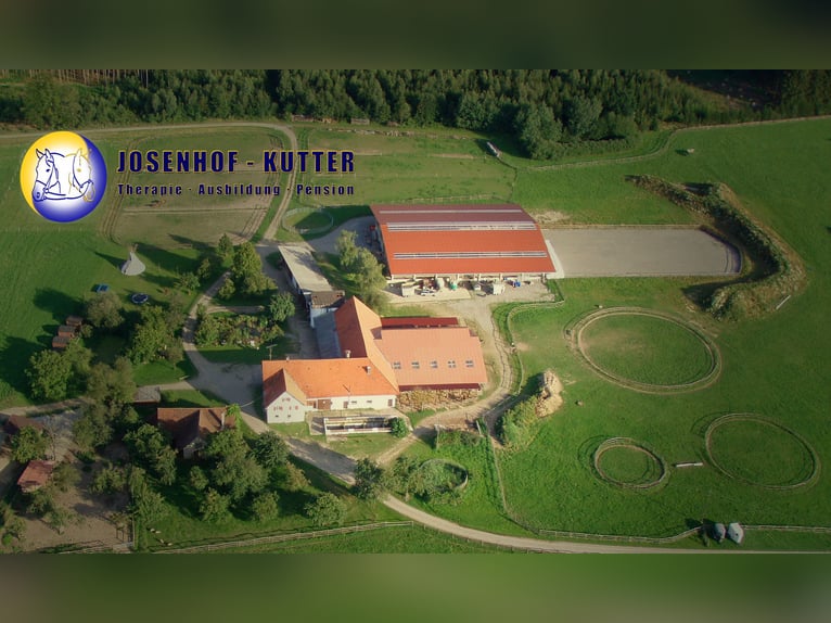 Longeing, riding instruction for horse & rider, training arena, horse training, young horse training