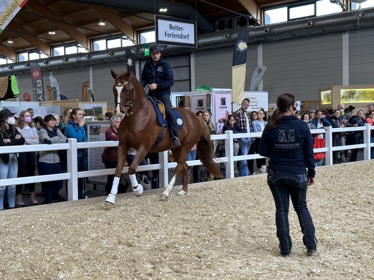 Longeing, riding instruction for horse & rider, training arena, horse training, young horse training