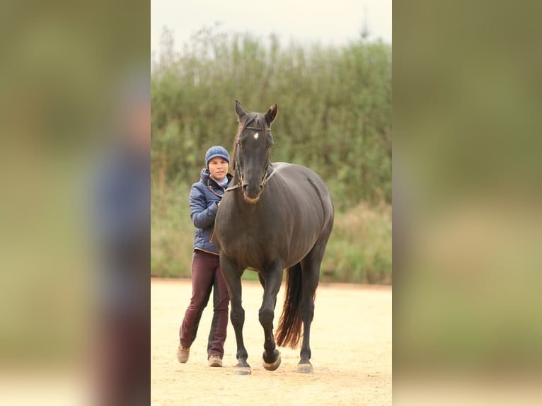 Longeing, riding instruction for horse & rider, training arena, horse training, young horse training