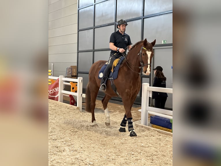 Longeing, riding instruction for horse & rider, training arena, horse training, young horse training