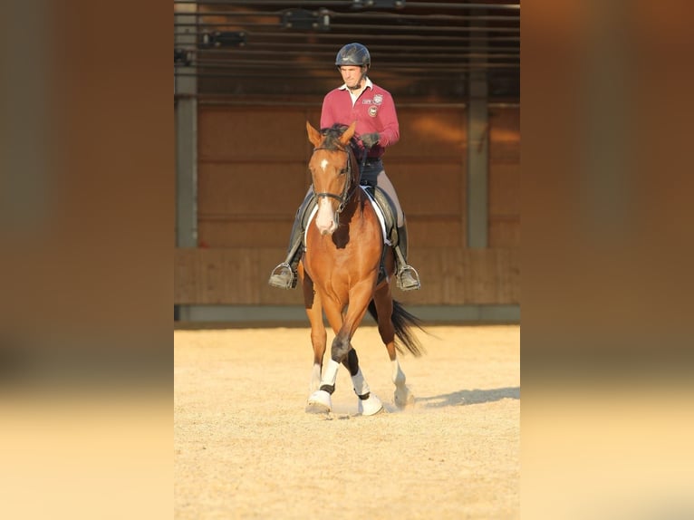 Longeing, riding instruction for horse & rider, training arena, horse training, young horse training
