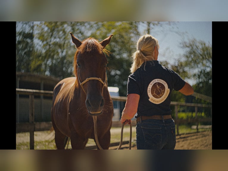 MKA Horsemanship Academy / Master Horse Trainer