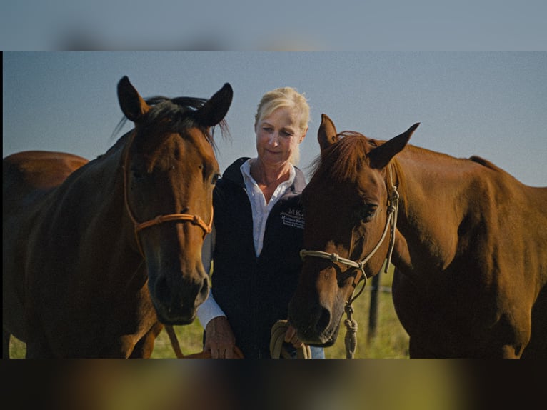 MKA Horsemanship Academy / Master Horse Trainer