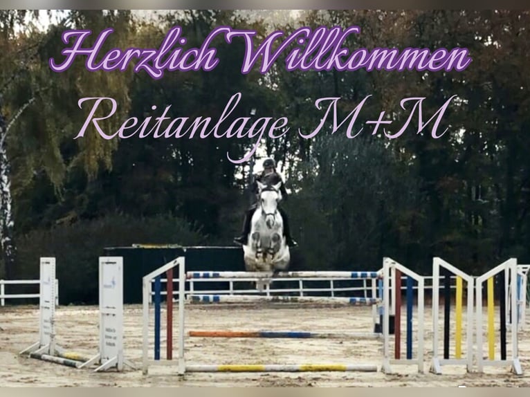 Pony training, schooling, and light rider (49 kg)