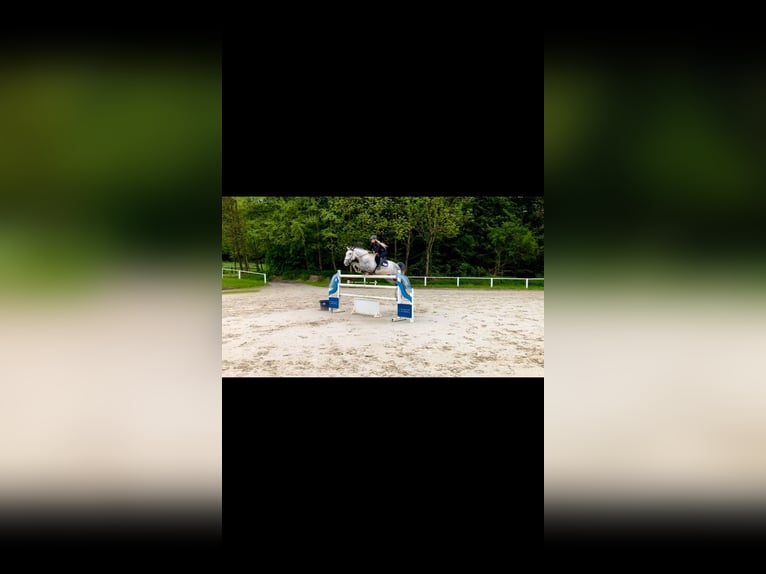 Pony training, schooling, and light rider (49 kg)