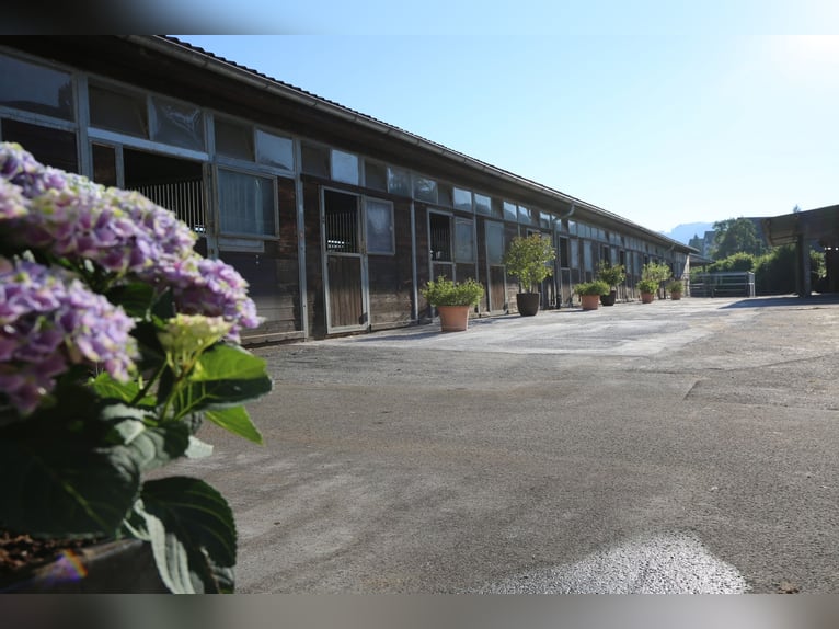 Springpferde Beritt in neu renovierter Anlage bei Luzern