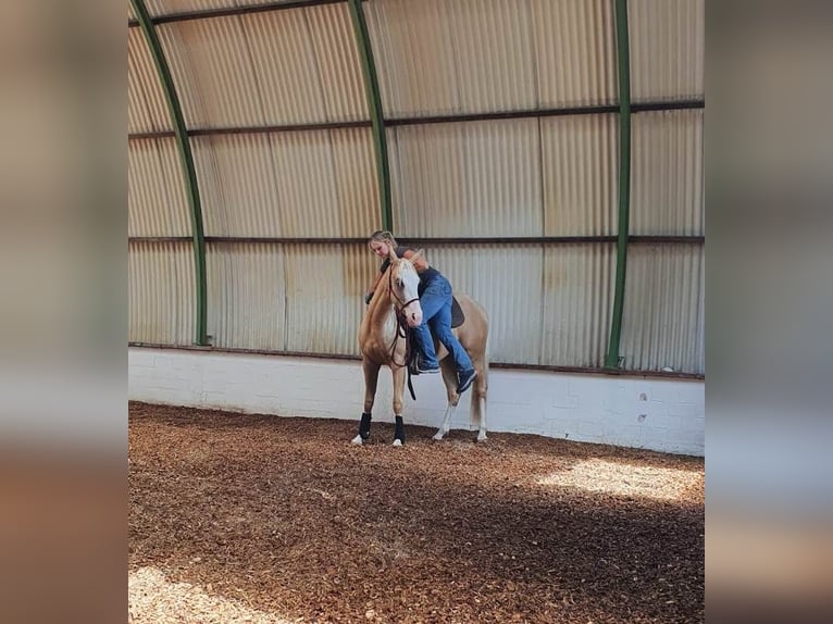 Training and instruction for Western and leisure horses, Western riding lessons