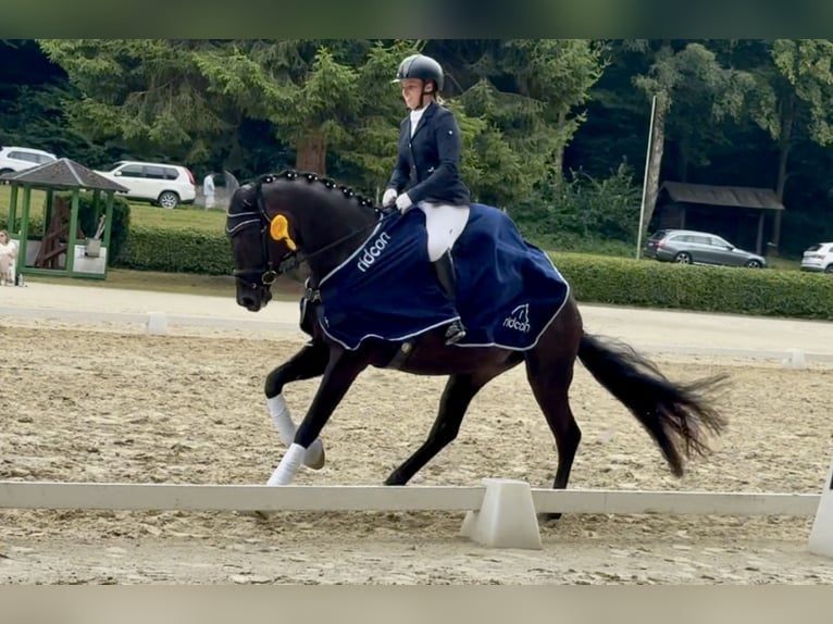 Training and riding arenas available