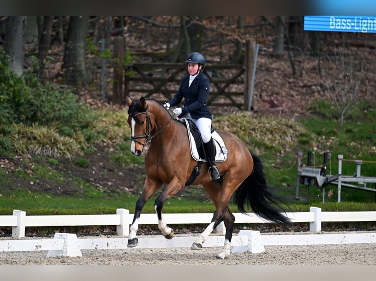 Training and riding arenas available