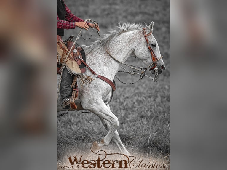 Training and riding lessons in the classical old Californian riding style Western riding