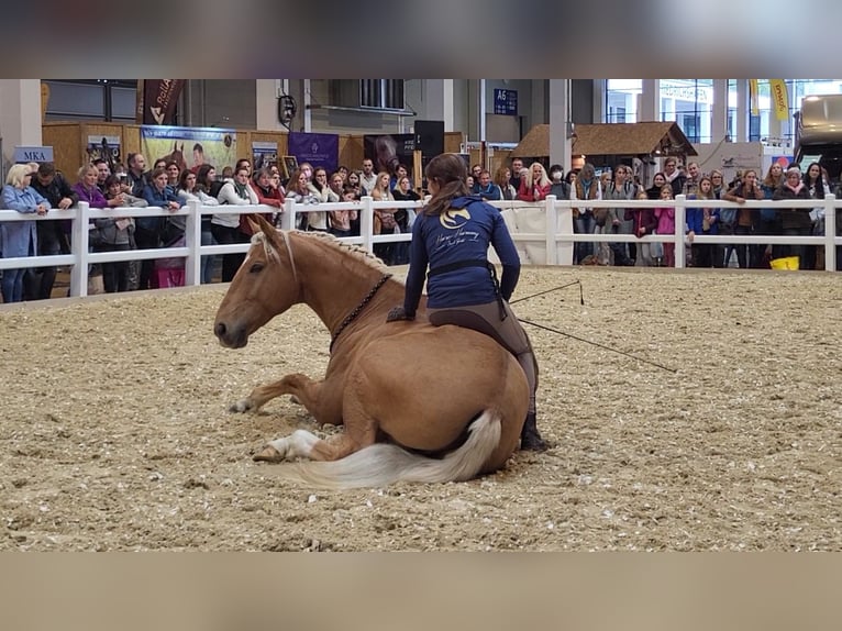 Training arena for horses – personalized and holistic approach