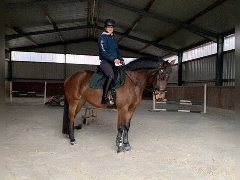 Training for your horse | Young horse development | Corrective training | Riding lessons | Problem h