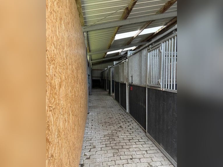 Training for your horse | Young horse development | Corrective training | Riding lessons | Problem h