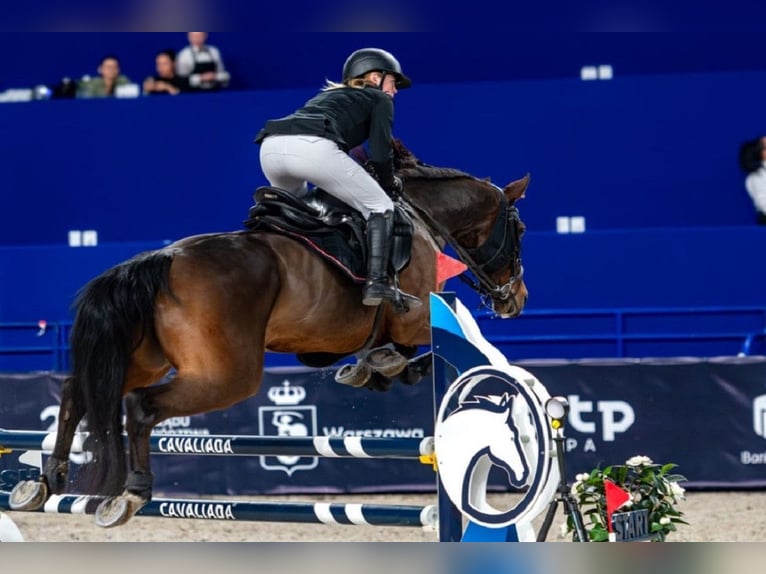 Training of sport horses, breaking in young horses